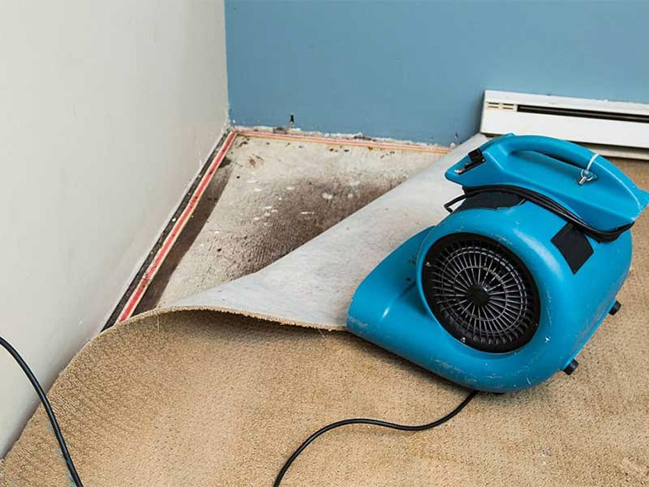 راه‌های از بین بردن کپک فرش - الو قالیشویی